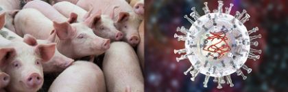 Peste suina africana (PSA): Guida pratica della Regione Toscana