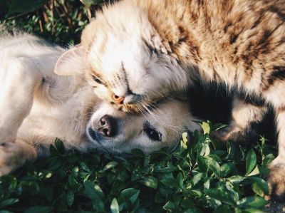 Animali_domestici_2025
